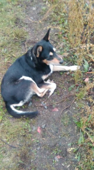 Jak chowamy zwierzęta?