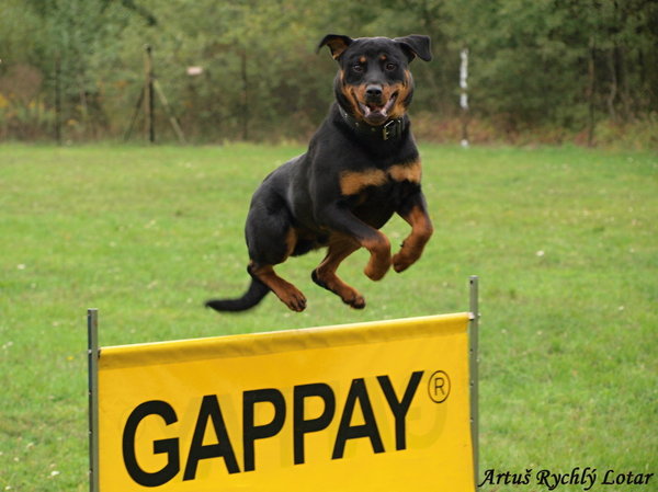 Na jakiej wysokości pies wejdzie i wejdzie do Czeskiej Księgi Rekordów?