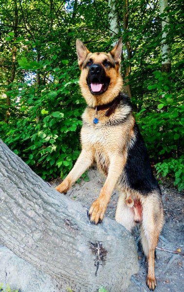 Seria poprawnego karmienia: 7. Ile razy dziennie karmić, jakie dawki, jak często zmieniać karmę?