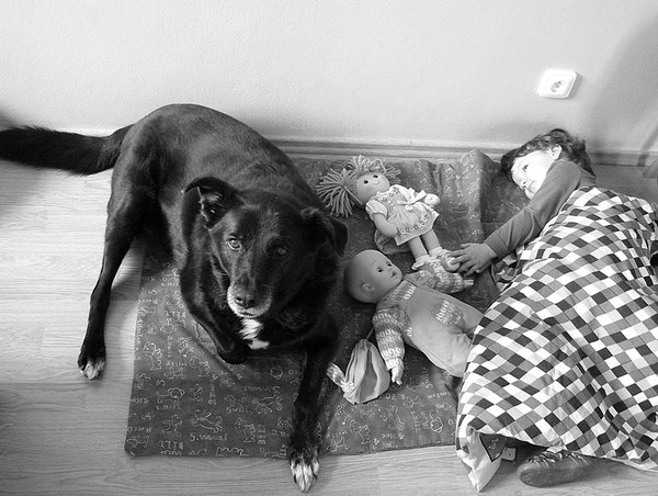 Statystyka: Czesi i zwierzęta ze schronisk