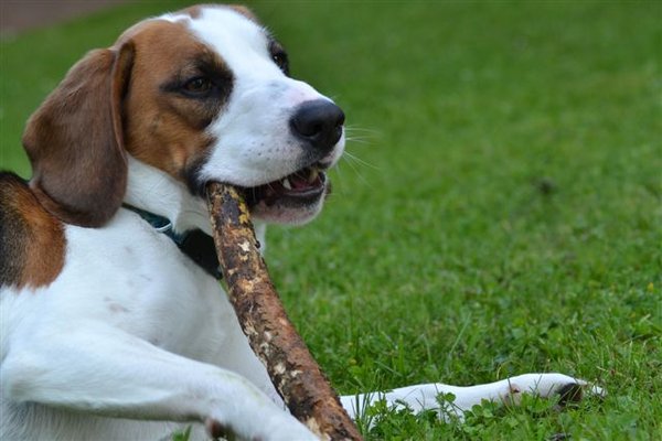 Papierowy szczeniak czy pies schroniskowy?