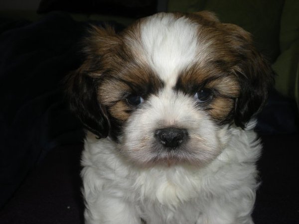 Zebrano już prawie 70 000 koron do kolekcji STOP MNOŽÍRnám