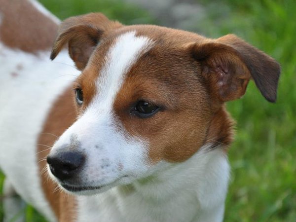 Światowy dzień wścieklizny