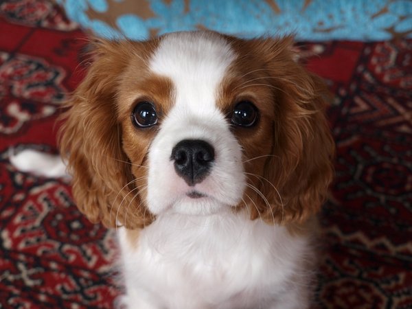 Oświadczenie Izby Lekarzy Weterynarii Republiki Czeskiej w sprawie wegetariańskiego karmienia psów