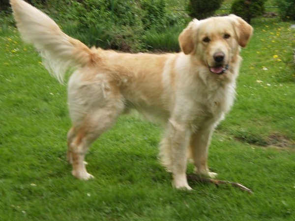 Ogon jako środek komunikacji