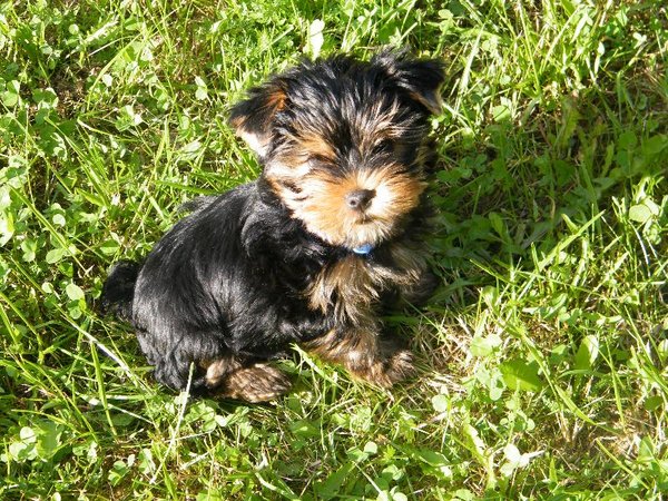 Nie obsługuj mnożnika!