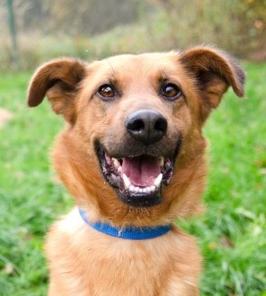 Siedem przepisów dotyczących psów