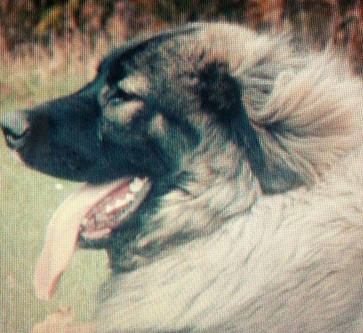 7 faktów o psach pasterskich