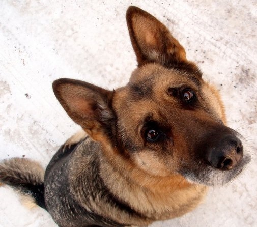 Kolekcja charytatywna dla psów i kotów ze schronisk