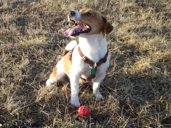Wyprowadzanie psów na zamówienie