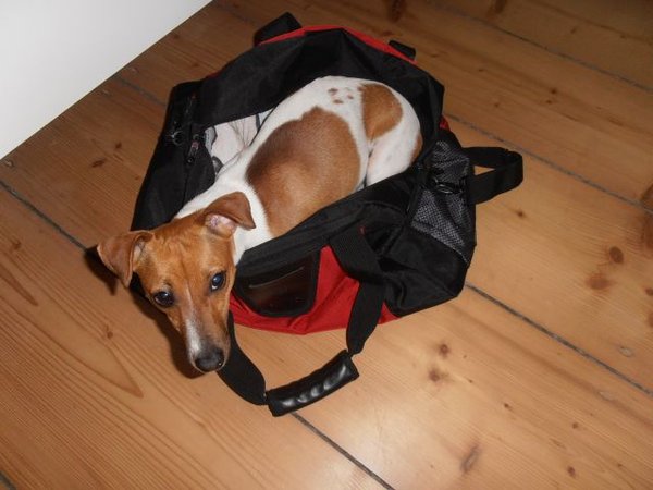 Prezent świąteczny na żywo