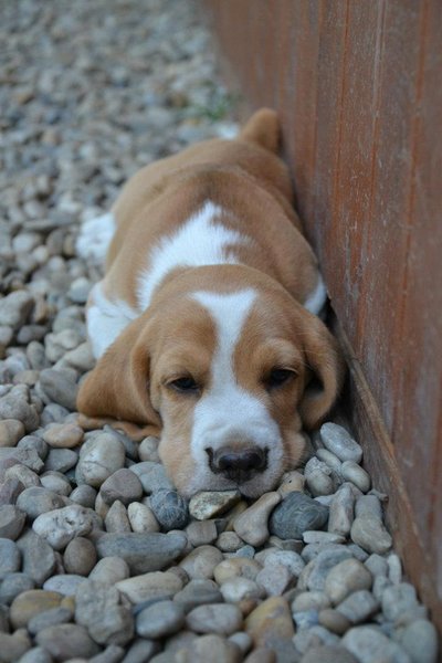 Socjalizacja nie jest nauką, zna każdego małego szczeniaka