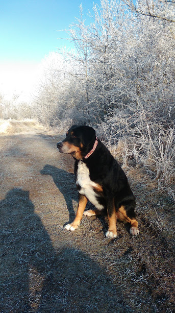 10 postanowień noworocznych dla właścicieli zwierząt