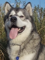 Zaproszenie: Champion of Champions 2016