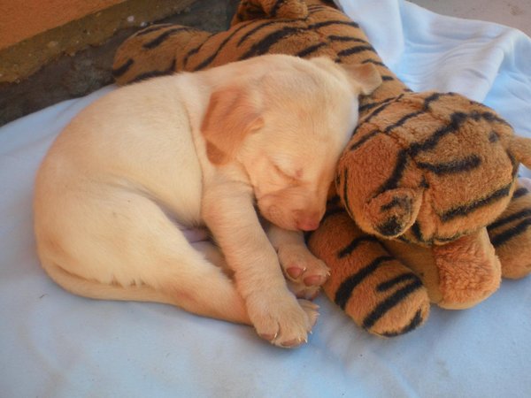 Zespół toksycznego mleka matki