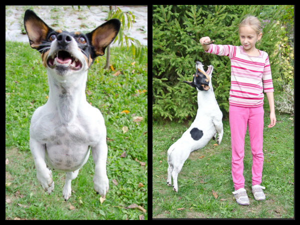 10 powodów, aby kupić zwierzaka