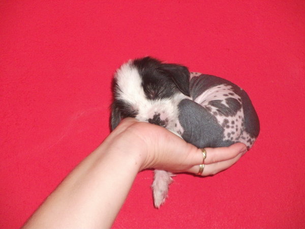 Nowonarodzony szczeniak i jego odruchy