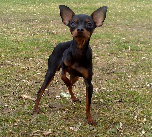 Dziesięć współistnienia ludzi i psów (nie tylko) w mieście