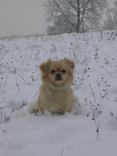 Czy pies zaraża się ludzką grypą?
