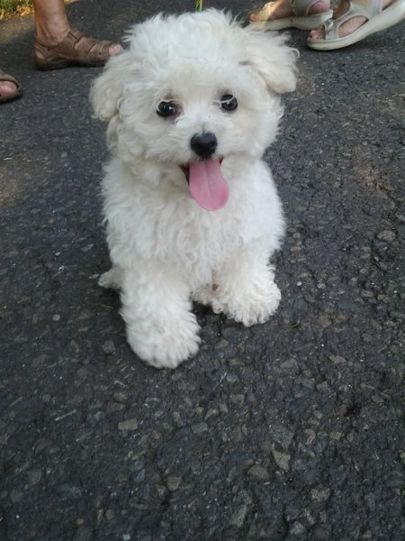 Sylwester: rekordowa liczba zagubionych szczeniąt