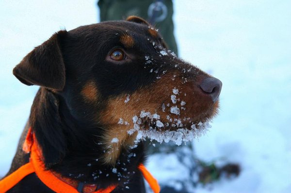 Najczęstsze alergeny pokarmowe u psów i kotów