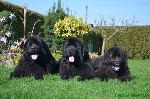 15 faktów na temat skrętu żołądka