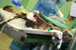 Nawet psy mogą oddawać krew