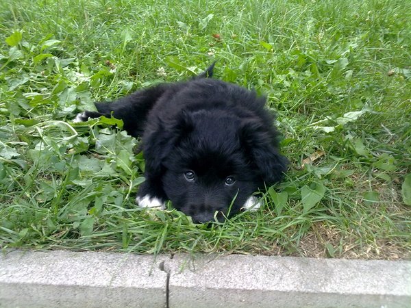 Niebezpieczne choroby przenoszące kleszcze i kłujące owady