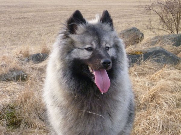 Rodowód, wartość hodowlana i hodowlana psów z rodowodem