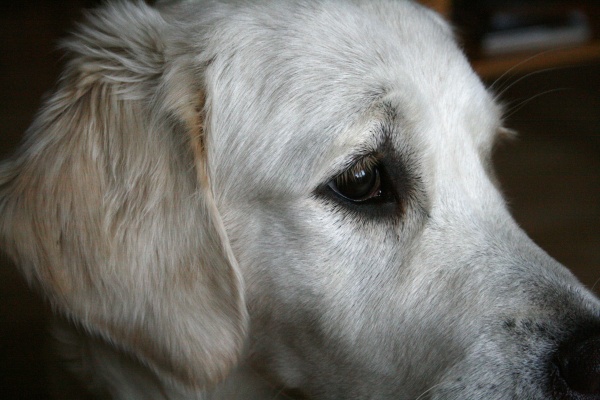 Co to jest padaczka idiopatyczna?