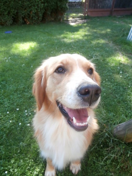 Badanie wśród hodowców na temat środków przeciwpasożytniczych