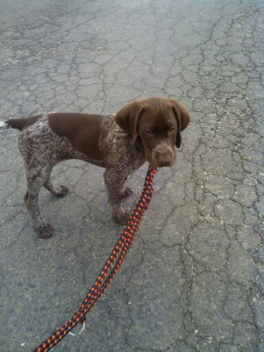 Dlaczego psy prowadzą u lewej stopy?