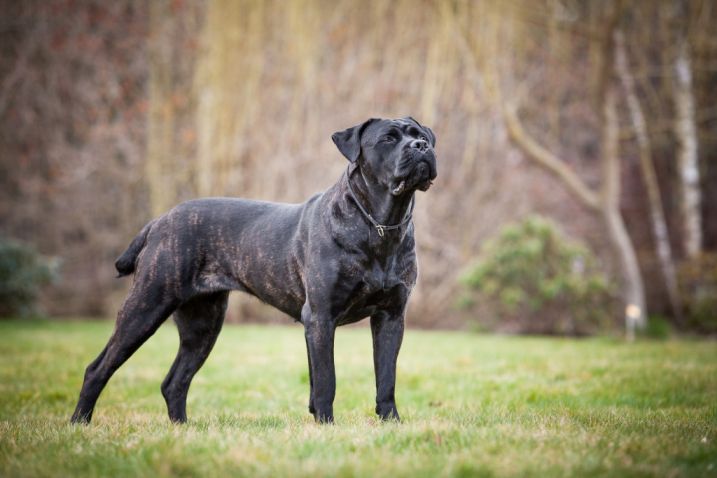 Średni wiek psów rasy Cane Corso jest związany z kolorem sierści