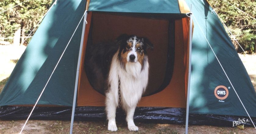 Camping z psem
