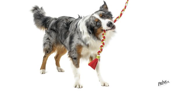 Stempluj, zginaj i przeciągaj! Wskazówki dotyczące bezpiecznych zabawek dla psów