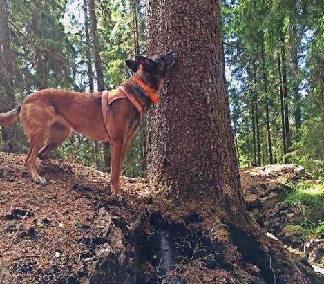 Czy psy pomogą poradzić sobie z klęską kornika?