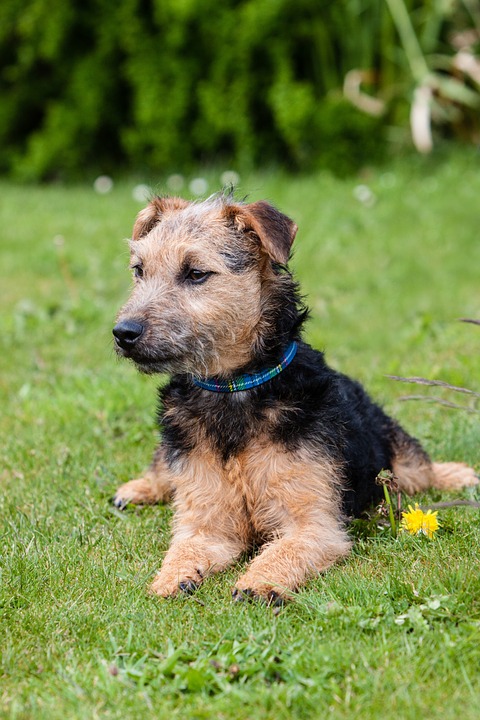 Żywotność psów można znacznie wydłużyć