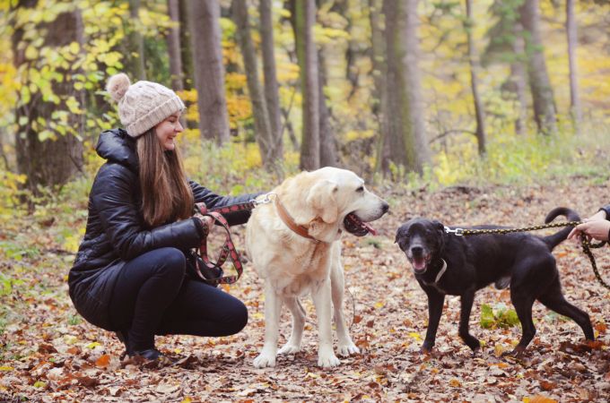 Boże Narodzenie w schronisku po raz dziesiąty
