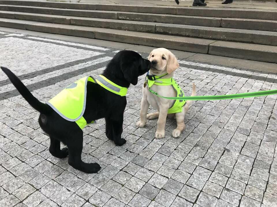Ratusz Praga 5 opiekuje się dwójką rodzeństwa labradorów