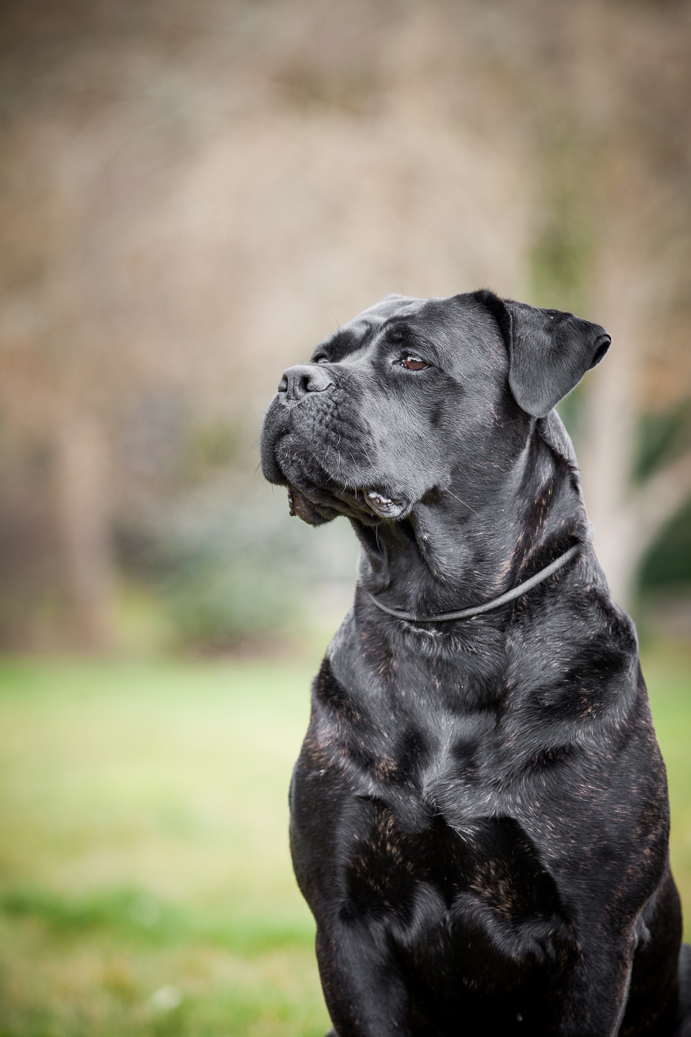 Dziedziczenie dysplazji stawu biodrowego u psów