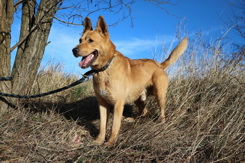 Wprowadzenie słowackiego schroniska dla zwierząt