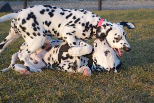 Wskazówka dla właścicieli psów w Pradze: Pesopark Uhrineves otwiera nowe kursy dla szczeniąt