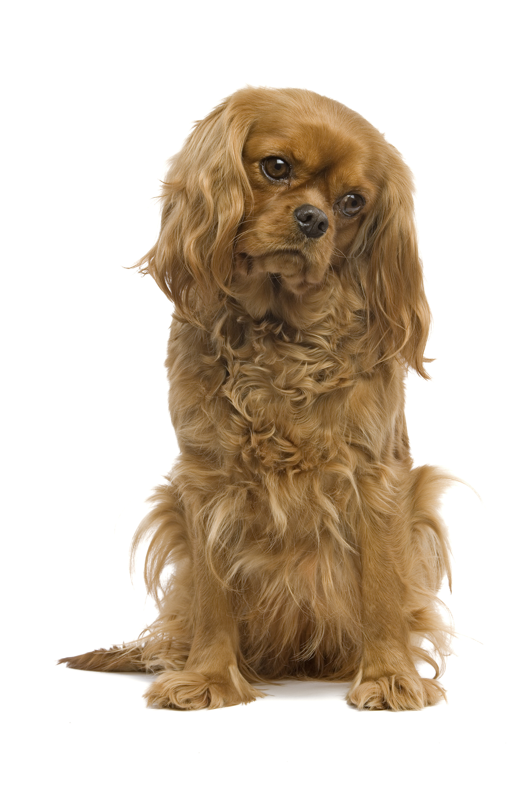 Otyłość - poważny problem zdrowotny dla psów i kotów