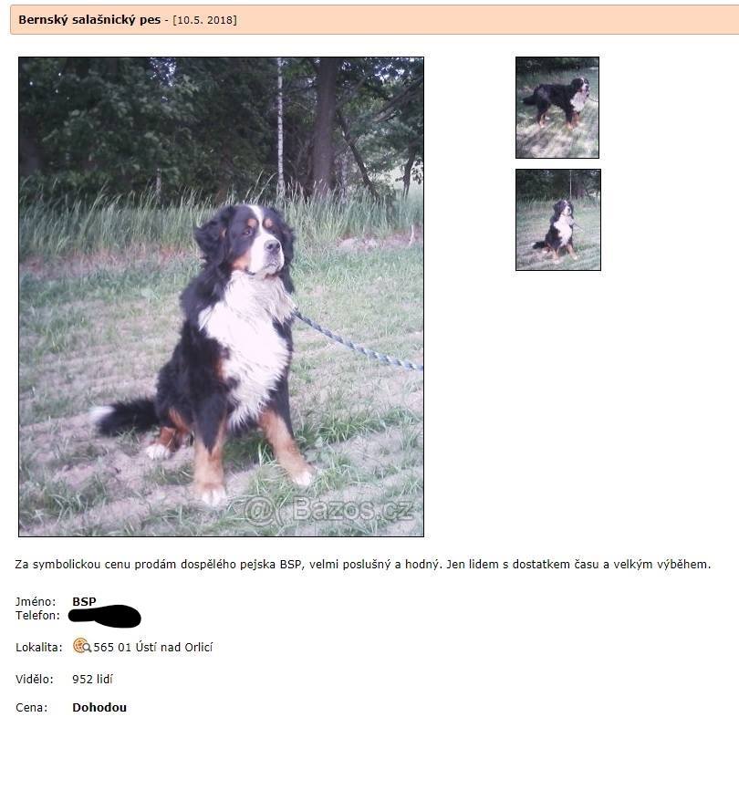 Pomóż znaleźć zagubionego psa