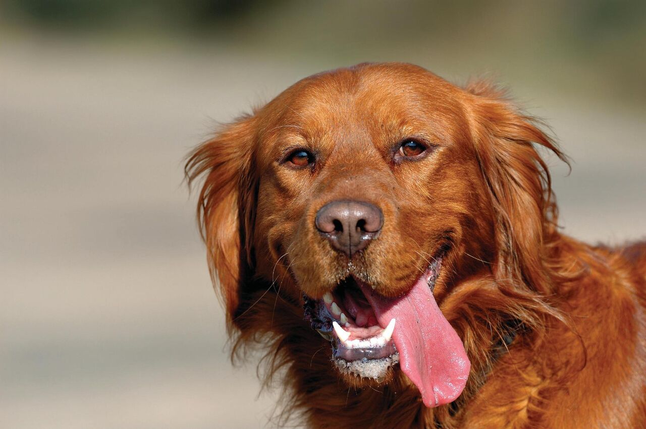Najlepsze wakacje z czworonożnym partnerem