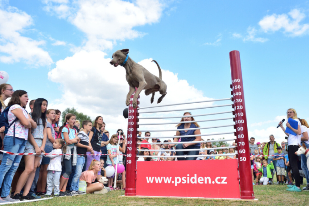 Gdy pies przeskakuje nad swoim panem