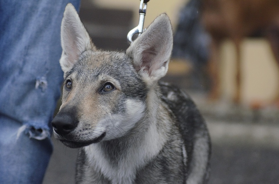 Czy w naszym kraju są wścieklizna?