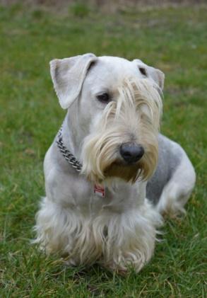 Sto lat hodowli psów w Czechach