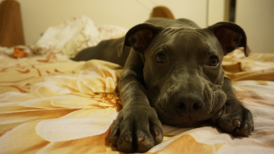 Ankieta: Ile osób to zwierzęta domowe najpopularniejszym członkiem rodziny?