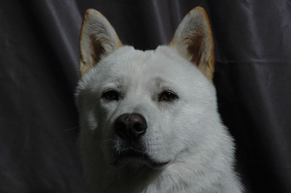 Korean Jindo